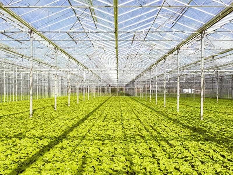 Organic Crops