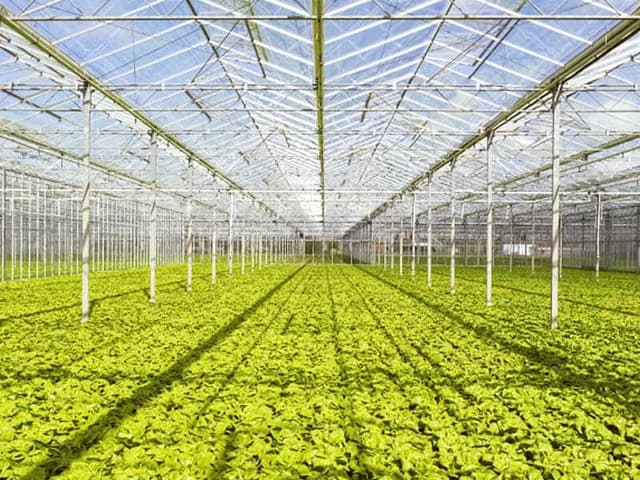 Organic Crops