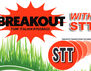 Breakout STT Italian Ryegrass